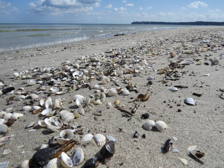 Muscheln am Strand der Ostsee